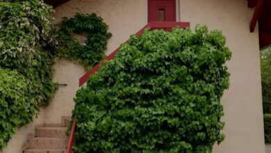 Tuja Vendégház Lajoskomárom 