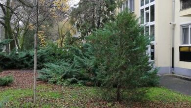 Tulip Family Apartment Eger 