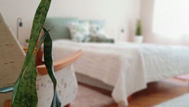 Tulipán Apartman Békéscsaba 