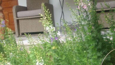 Tulipános Vendégház Óbánya 