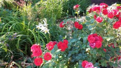 Tünde Lak Apartman Siófok 