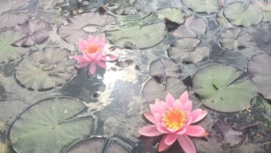 Tündérrózsa Udvarház Kiskorpád 