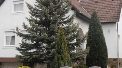 Ulrich Apartman Tihany 