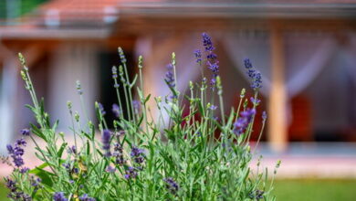 Vagabond Vendégház Valkonya 