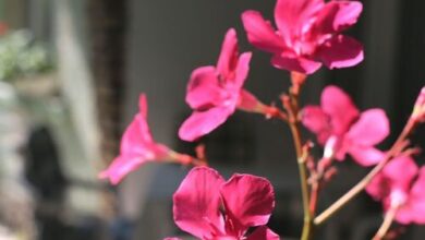 Villa Gabriella Siófok 