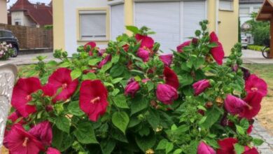 Villa Vanília Keszthely 