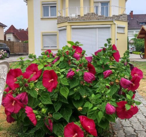Villa Vanília Keszthely 