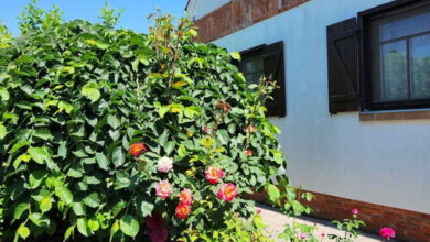 Vivien Vendégház 2 Berekfürdő 