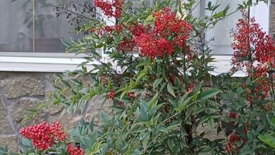 Vízközeli Vendégszoba Balatonfüred 