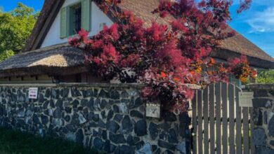 Zanzara Guesthouse Pákozd 