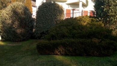 Zöld Oázis Vendégház Igal 