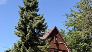 Fenyveshegyi Házikó Verőce 