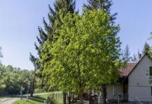 Longi Öregnyár Vadászház 