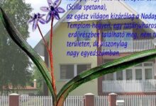 Nadapi Csillagvirág Apartman Nadap 