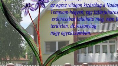 Nadapi Csillagvirág Apartman Nadap 
