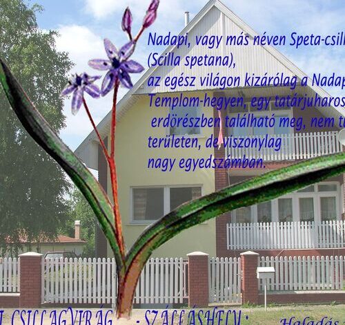 Nadapi Csillagvirág Apartman Nadap 
