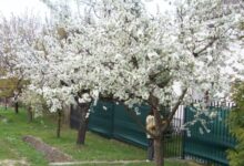 Nefelejcs Apartman Fertőhomok 