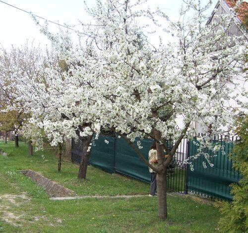 Nefelejcs Apartman Fertőhomok 