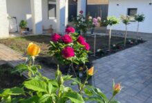 Rózsakert Apartman Gyula 