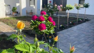 Rózsakert Apartman Gyula 
