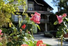 Sziget Apartman Pócsmegyer 