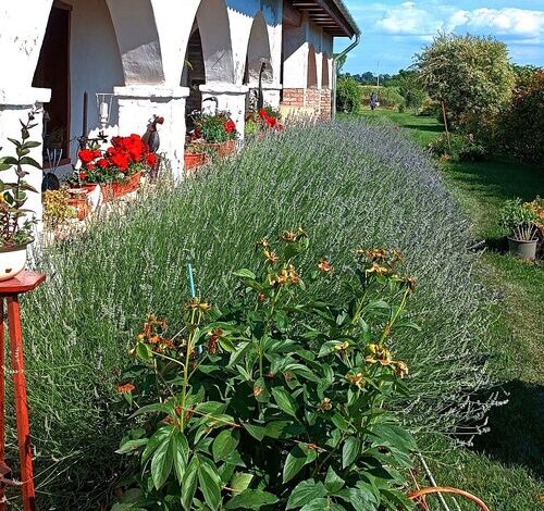 Villa Negra Vendègház Balatonfőkajár 